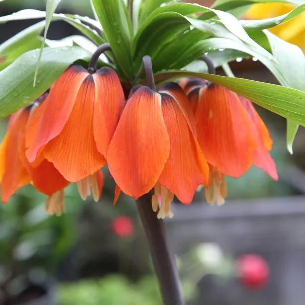 Red Crown Imperial Fritillary Flowers