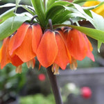 Red Crown Imperial Fritillary Flowers