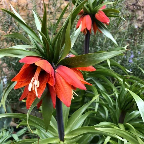 Rubra Crown Imperial Flowers