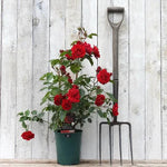 Ruby Anniversary Potted Rose in flower