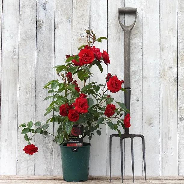 Ruby Anniversary Potted Rose in flower