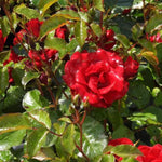 Ruby Anniversary Rose Flowers