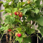 Ruby Beauty Raspberries on the bush
