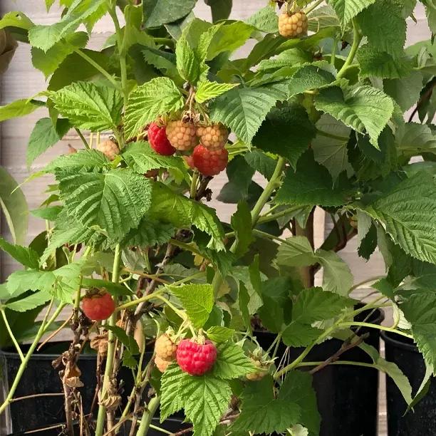Ruby Beauty Raspberries on the bush