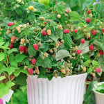 Ruby Beauty Raspberries on the bush