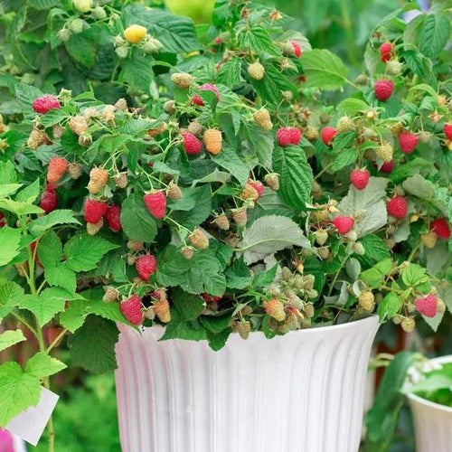 Ruby Beauty Raspberries on the bush