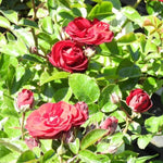Ruby Romance Patio Rose Flowers