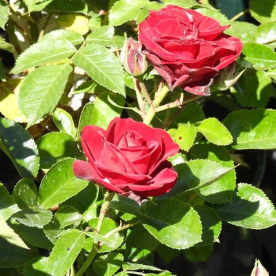 Ruby Romance Patio Rose Flowers