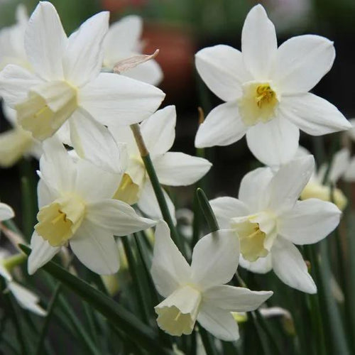 Sailboat Daffodil Flowers