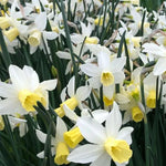 Sailboat Daffodil Flowers
