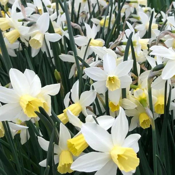 Sailboat Daffodil Flowers