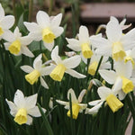 Sailboat Daffodil Flowers