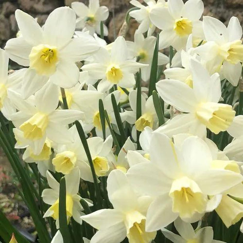 Sailboat Daffodil Flowers