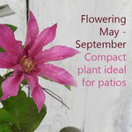 Sally Clematis Flowers perfect for small space gardens