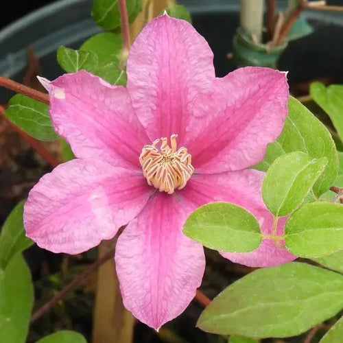 Sally Clematis Flowers