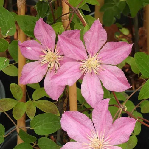 Sally Clematis Flowers