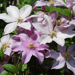 Pink and white clematis flowers with green leaves in a garden setting.