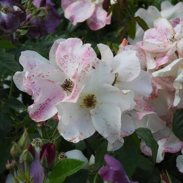 Sally Holmes Rose Flowers