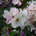 Sally Holmes Rose Flowers