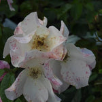 Sally Holmes Rose Flowers