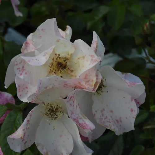 Sally Holmes Rose Flowers