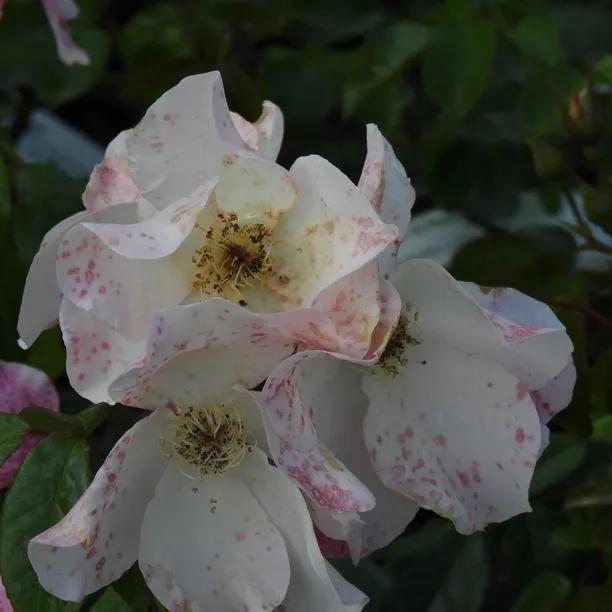 Sally Holmes Rose Flowers