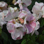 Sally Holmes Rose Flowers