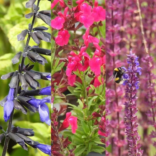 Salvia Collection Flowers