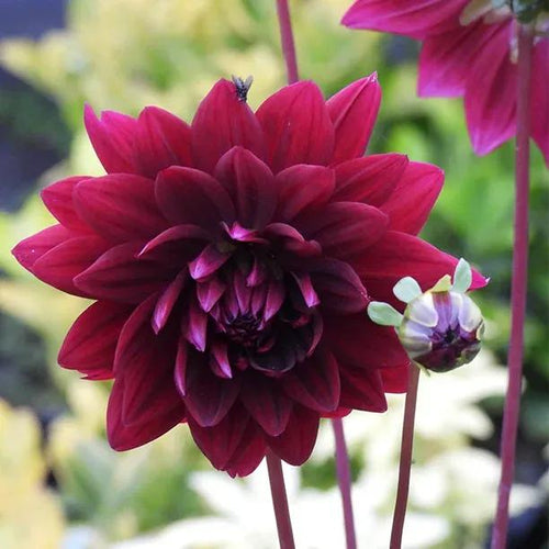 Sam Hopkins Dahlia Flowers