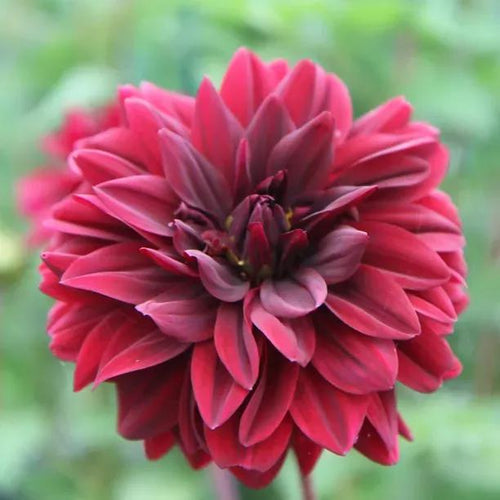 Sam Hopkins Dahlia Flowers
