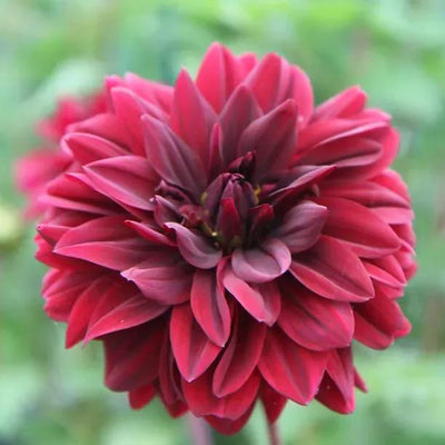 Sam Hopkins Dahlia Flowers