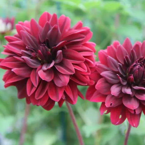 Sam Hopkins Dahlia Flowers