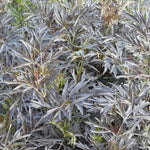 Black Lace Elder Leaves