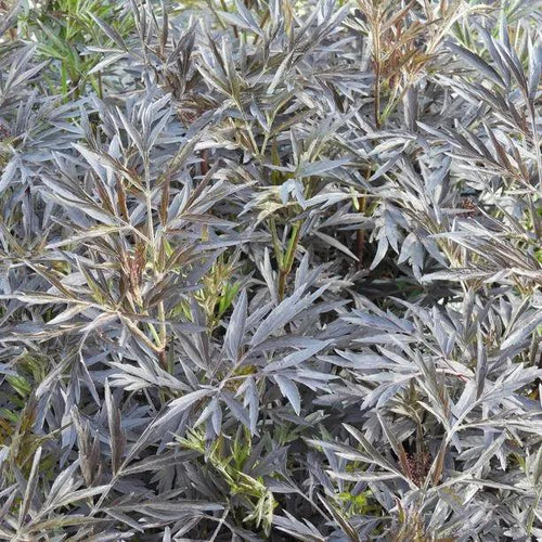 Black Lace Elder Leaves