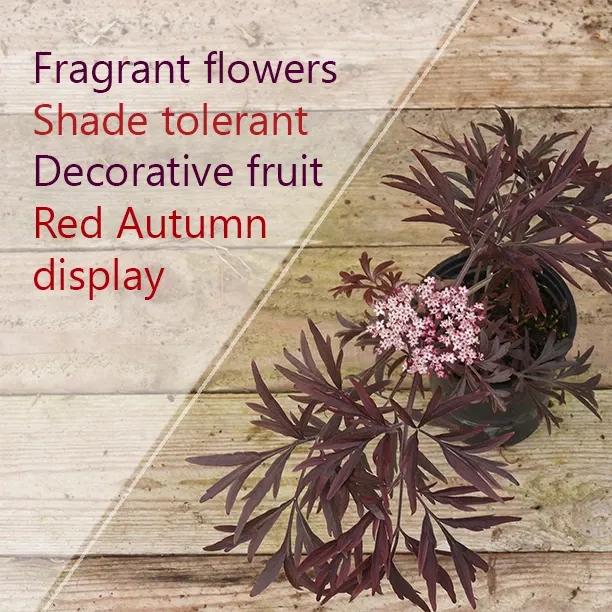 Sambucus Black Lace Leaves and Flowers - Shade tolerant