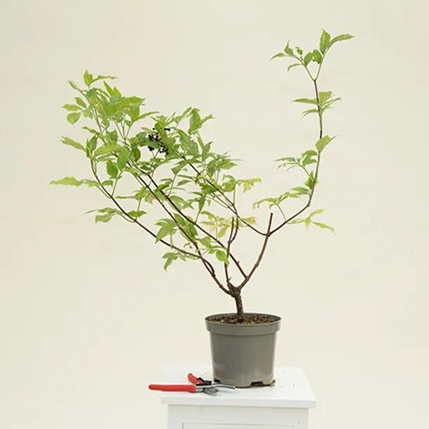 Golden Elder Plant in 3 Litre Pot