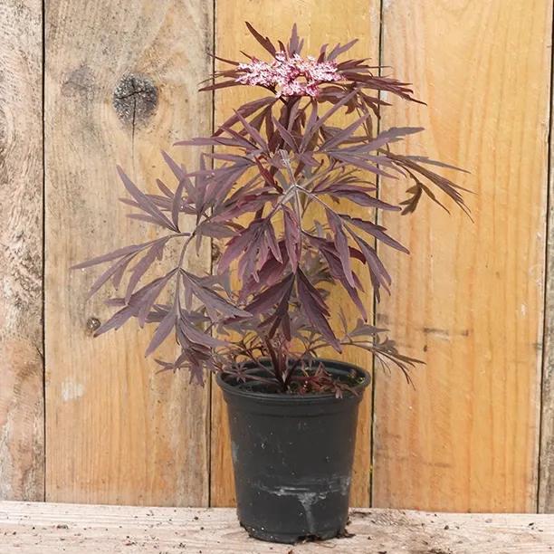 Sambucus nigra Black Lace 9cm pot