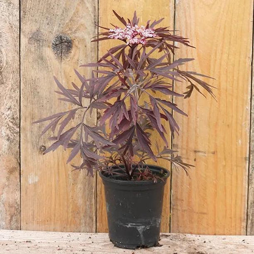 Sambucus nigra Black Lace 9cm pot