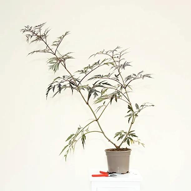 Sambucus Black Lace Plant in 3 Litre Pot