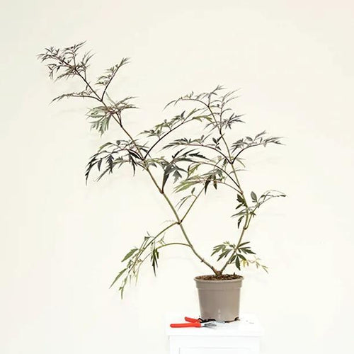 Sambucus Black Lace Plant in 3 Litre Pot