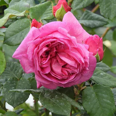 Sandringham Pink Rose Flowers