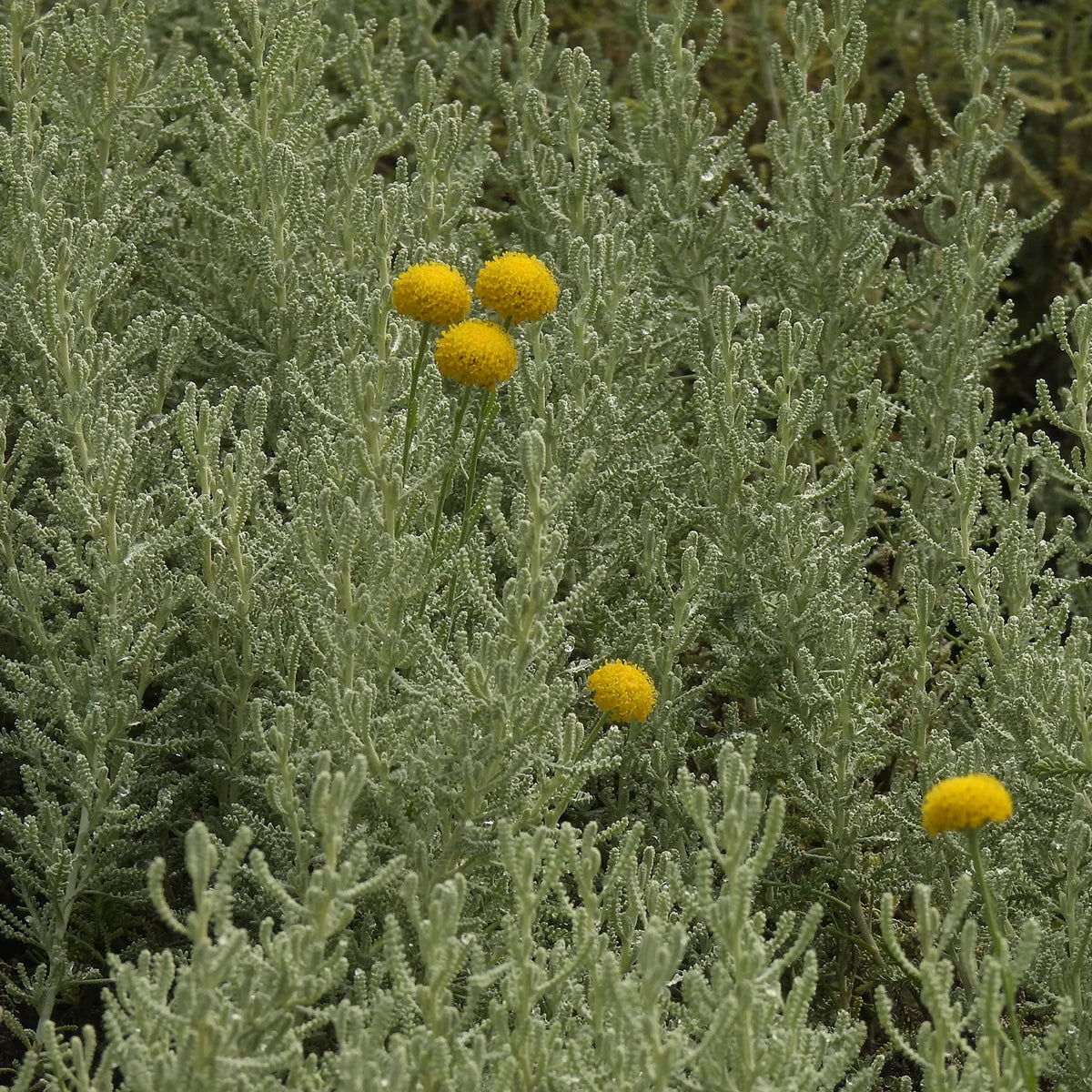 Green Santolina chamaecyparissus bush with yellow flowers