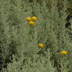 Green Santolina chamaecyparissus bush with yellow flowers