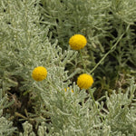 Yellow Santolina chamaecyparissus flowers among green foliage
