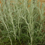 Santolina chamaecyparissus Leaves