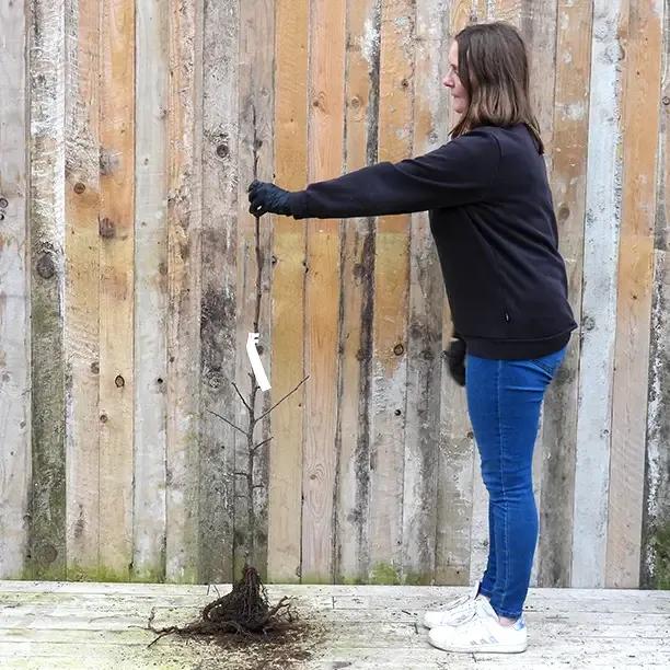 Bareroot Saturn Maiden Apple Tree