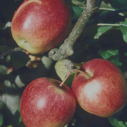 Saturn Apples on the tree