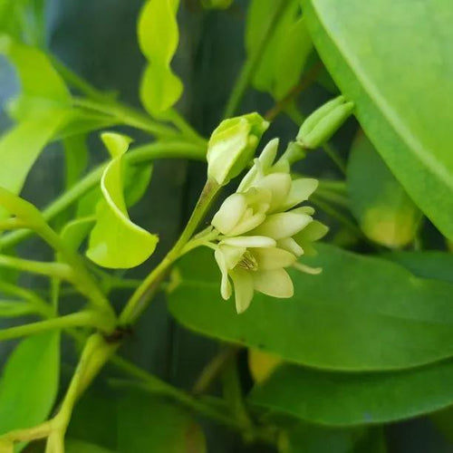 Broad-Leaved Nepali Sausage Vine Flower