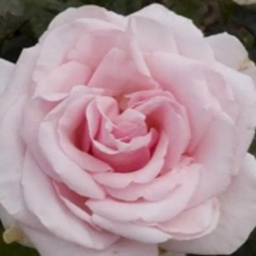 Savoy Hotel Hybrid Tea Rose Flowers