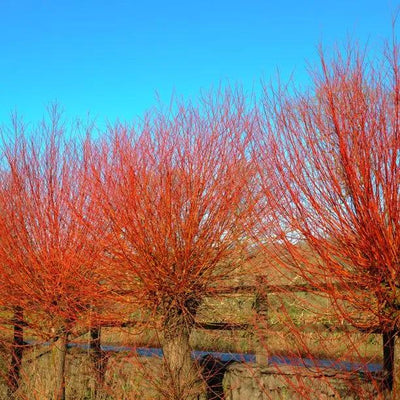 Mature pollarded Scarlet Willow trees